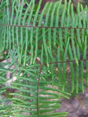 Gleichenia microphylla