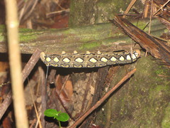 Isognathus leachii