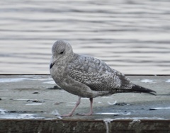 Larus glaucoides thayeri
