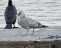 Larus glaucoides thayeri