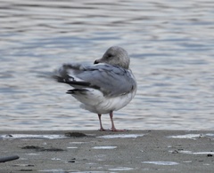 Larus glaucoides thayeri