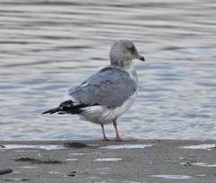 Larus glaucoides thayeri