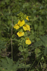 Rhynchocorys stricta