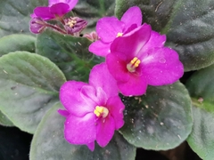 Streptocarpus