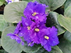 Streptocarpus