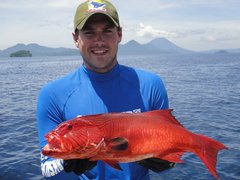 Plectropomus oligacanthus