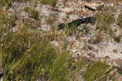 Geochloa rufa