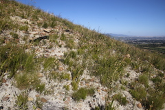 Geochloa rufa