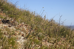 Geochloa rufa