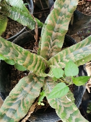 Cryptanthus