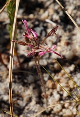 Pelargonium ternifolium