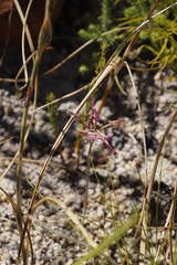 Pelargonium ternifolium