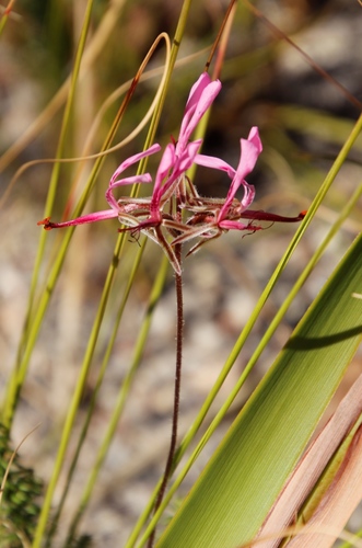 Image of Nerine Storksbill (Pelargonium ternifolium) by (c) Tony Rebelo, some rights reserved (CC BY-SA)