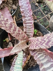 Cryptanthus