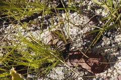 Pelargonium ternifolium