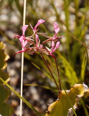 Pelargonium ternifolium