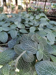 Fittonia