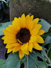 Helianthus