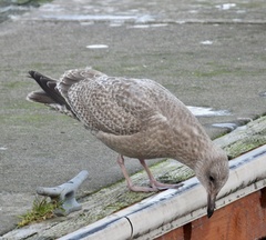 Larus argentatus smithsonianus