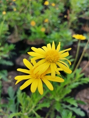 Asteraceae
