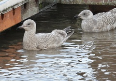 Larus argentatus smithsonianus