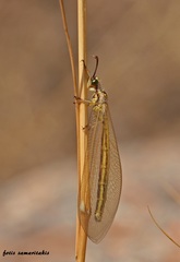 Myrmecaelurus trigrammus