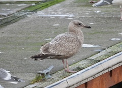 Larus argentatus smithsonianus