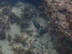 Acanthurus dussumieri