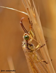 Myrmecaelurus trigrammus