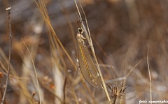 Myrmecaelurus trigrammus
