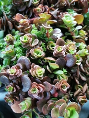 Sedum tetractinum