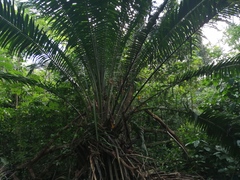 Cocoseae