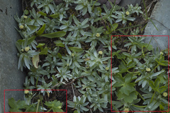 Ranunculus crassifolius