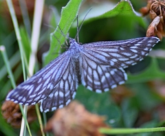 Schistostege decussata