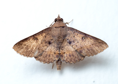Hypospila bolinoides