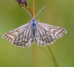 Schistostege decussata