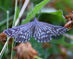 Schistostege decussata