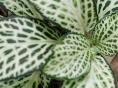 Fittonia