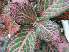 Fittonia