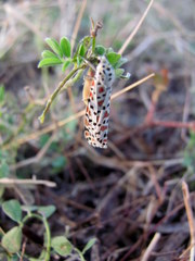 Utetheisa lotrix lotrix