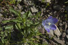 Campanula tridentata biebersteiniana