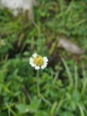 Tridax procumbens image