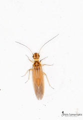 Stenocaecilius caboverdensis