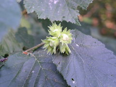 Corylus × colurnoides