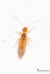 Stenocaecilius caboverdensis