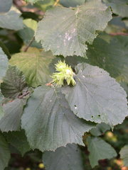 Corylus × colurnoides