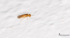 Stenocaecilius caboverdensis