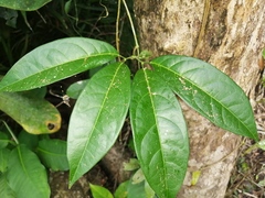 Bignonia
