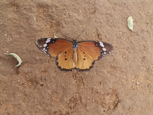 African Plain Tiger