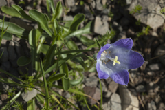 Campanula tridentata biebersteiniana